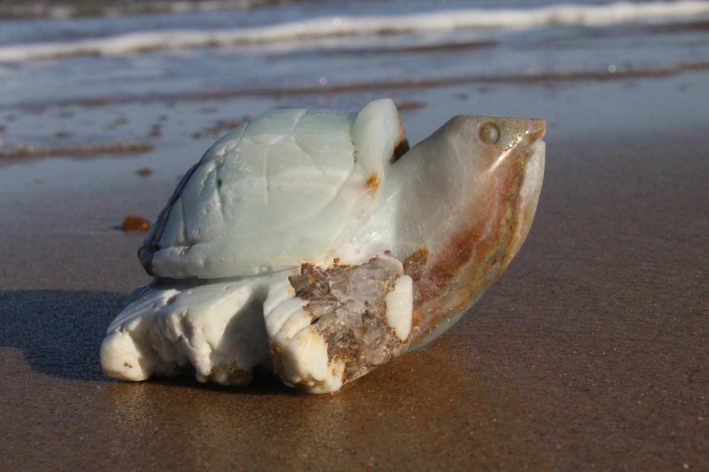 Caribbean Calcite Turtle